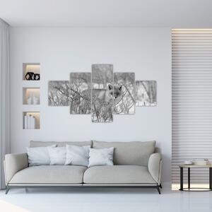 Obraz - Lis, czarno - biały (125x70 cm)