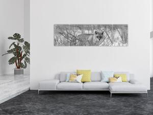 Obraz - Lis, czarno - biały (170x50 cm)