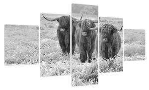 Obraz - Szkockie krowy, czarno - biały (125x70 cm)