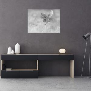 Obraz - Sowa, czarno - biały (70x50 cm)