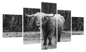 Obraz - Szkocka krowa 3, czarno - biały (125x70 cm)