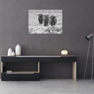 Obraz - Szkockie krowy, czarno - biały (70x50 cm)