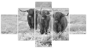 Obraz - Szkockie krowy, czarno - biały (125x70 cm)