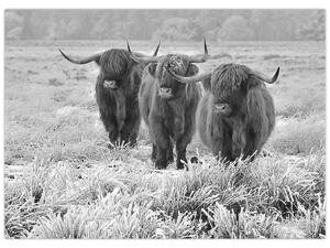 Obraz - Szkockie krowy, czarno - biały (70x50 cm)