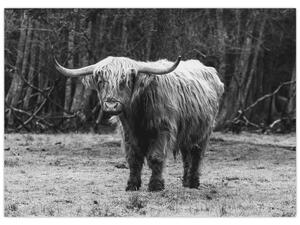 Obraz - Szkocka krowa 3, czarno - biały (70x50 cm)