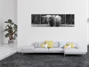 Obraz - Szkocka krowa 3, czarno - biały (170x50 cm)