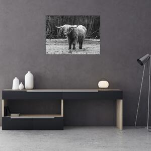 Obraz - Szkocka krowa 3, czarno - biały (70x50 cm)