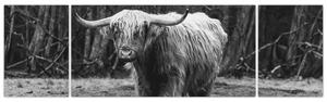 Obraz - Szkocka krowa 3, czarno - biały (170x50 cm)