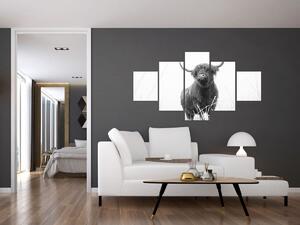 Obraz - Szkocka krowa 4, czarno - biały (125x70 cm)