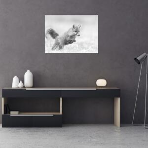 Obraz - Skaczący lis, czarno - biały (70x50 cm)