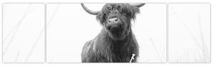 Obraz - Szkocka krowa 4, czarno - biały (170x50 cm)