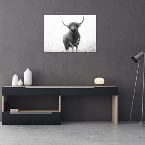 Obraz - Szkocka krowa 4, czarno - biały (70x50 cm)