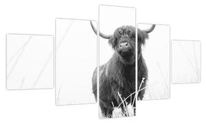 Obraz - Szkocka krowa 4, czarno - biały (125x70 cm)