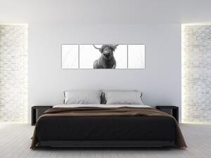 Obraz - Szkocka krowa 4, czarno - biały (170x50 cm)