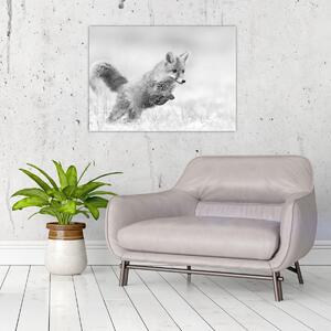 Obraz - Skaczący lis, czarno - biały (70x50 cm)