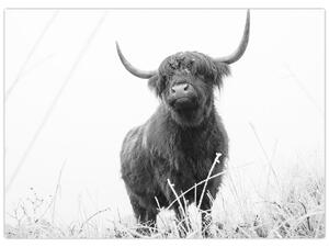 Obraz - Szkocka krowa 4, czarno - biały (70x50 cm)