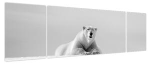 Obraz - Niedźwiedź polarny, czarno - biały (170x50 cm)