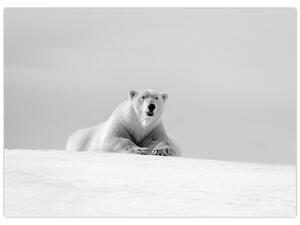 Obraz - Niedźwiedź polarny, czarno - biały (70x50 cm)