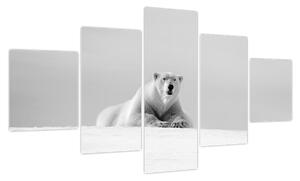 Obraz - Niedźwiedź polarny, czarno - biały (125x70 cm)