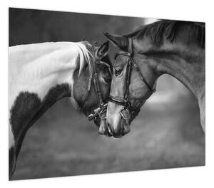 Obraz - Zakochane konie, czarno - biały (70x50 cm)