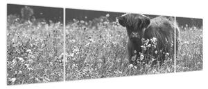 Obraz - Szkocka krowa 5, czarno - biały (170x50 cm)