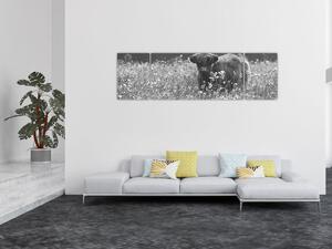 Obraz - Szkocka krowa 5, czarno - biały (170x50 cm)