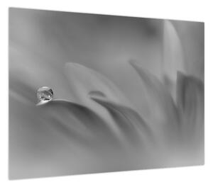 Obraz - Kropla na kwiecie, czarno - biały (70x50 cm)