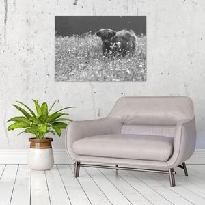 Obraz - Szkocka krowa 5, czarno - biały (70x50 cm)
