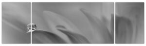 Obraz - Kropla na kwiecie, czarno - biały (170x50 cm)