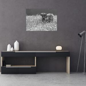 Obraz - Szkocka krowa 5, czarno - biały (70x50 cm)