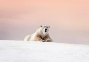 Fototapeta - Niedźwiedź polarny (196x136 cm)