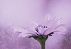 Fototapeta - Fioletowy kwiat (196x136 cm)