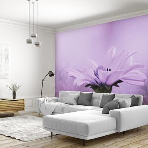 Fototapeta - Fioletowy kwiat (196x136 cm)