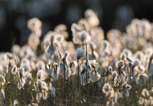 Fototapeta - Kwiat łąkowy (196x136 cm)