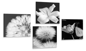 Zestaw obrazów czarno-białe piękno kwiatów z motylem