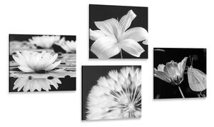 Zestaw obrazów kwiaty z motylem w czerni i bieli