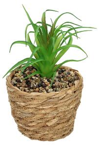 Dekoracja Tree Aloe 20cm