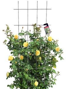Drabinka ogrodowa Russi na kwiaty 150 cm, czarny