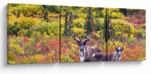 Obraz - Renifer tundrowy (z zegarem) (90x30 cm)
