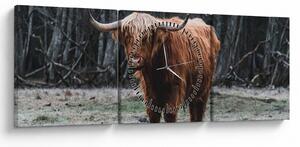 Obraz - Szkocka krowa 2 (z zegarem) (90x30 cm)