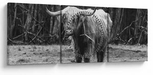 Obraz - Szkocka krowa 3, czarno - biały (z zegarem) (90x30 cm)