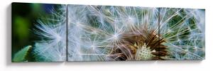 Obraz przekwitniętego dmuchawca (170x50 cm)