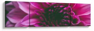 Obraz różowego kwiatu róży (170x50 cm)