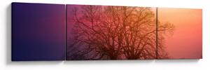 Obraz drzew we mgle (170x50 cm)
