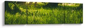 Obraz natury - łąka (170x50 cm)