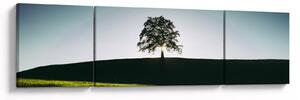 Obraz natury - drzewo (170x50 cm)