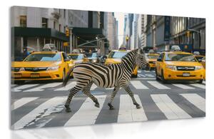 Obraz zebry w Nowym Jorku