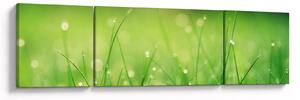 Obraz - rosa na trawie (170x50 cm)