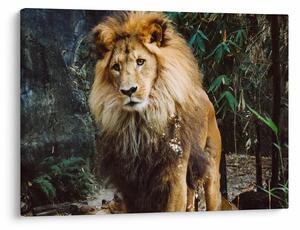Obraz lwa w naturze (70x50 cm)
