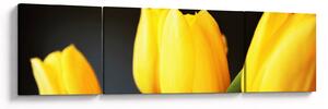 Obraz tulipanów (170x50 cm)